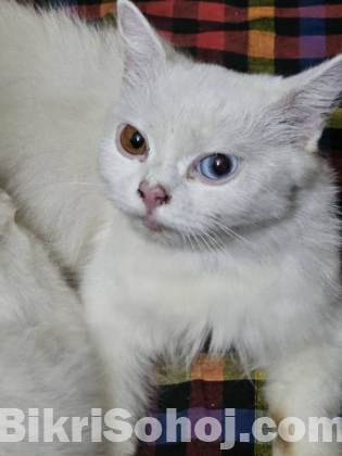 Turkish angora persian cat
